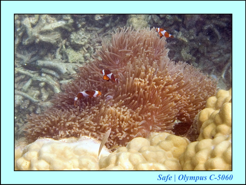 2006 - 07 - Kapas - Plongee 3 - 10